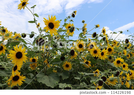 Sunflowers that go well with the blue sky - Part 2 Sunflowers that go well with the blue sky - Part 2 114226198