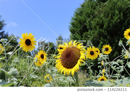 Large sunflowers shining against the blue sky - 4 Large sunflowers shining against the blue sky - 4 114226211