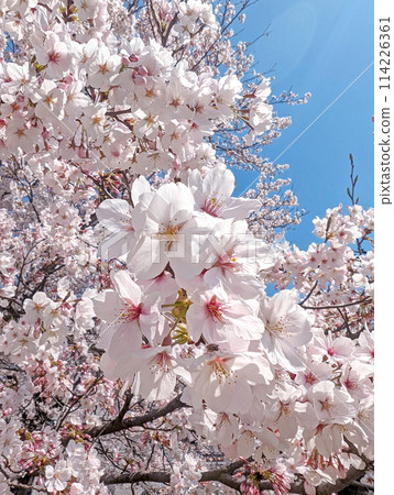  Cherry blossoms and blue sky 114226361