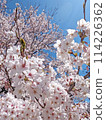  Cherry blossoms and blue sky 114226362