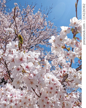  Cherry blossoms and blue sky 114226362
