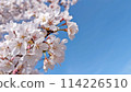 Cherry blossoms in full bloom and blue sky [Text space available] 114226510