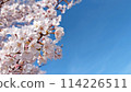Cherry blossoms in full bloom and blue sky [Text space available] 114226511