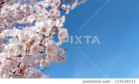 Cherry blossoms in full bloom and blue sky [Text space available] 114226511