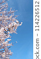 Cherry blossoms in full bloom and blue sky [Text space available] 114226512