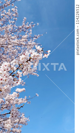 Cherry blossoms in full bloom and blue sky [Text space available] 114226512