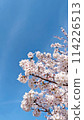 Cherry blossoms in full bloom and blue sky [Text space available] 114226513