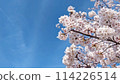 Cherry blossoms in full bloom and blue sky [Text space available] 114226514