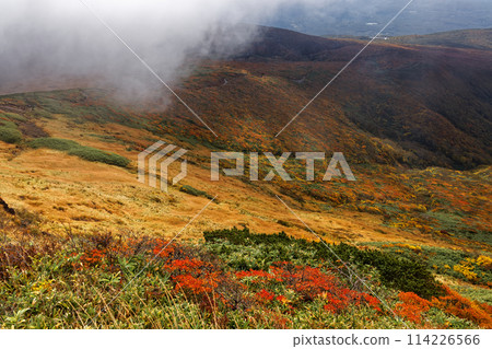 Autumn foliage on the mountainside as seen from Mt. Kurikoma 114226566