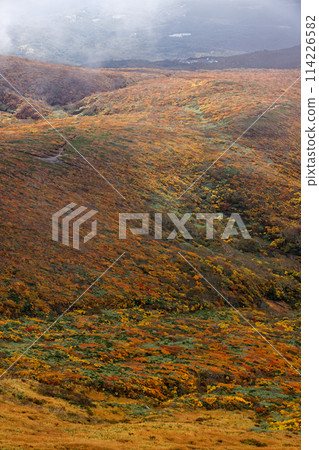 Autumn foliage on the mountainside as seen from Mt. Kurikoma 114226582