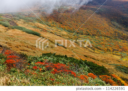 Autumn foliage on the mountainside as seen from Mt. Kurikoma 114226591