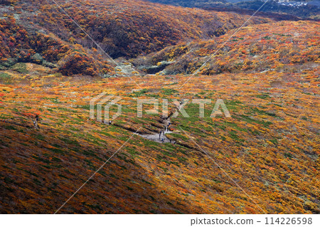 秋天從栗駒山看到的紅葉 114226598