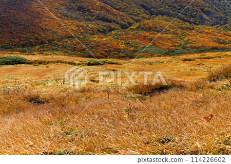 秋天從栗駒山看到的紅葉 秋天從栗駒山看到的紅葉 114226602