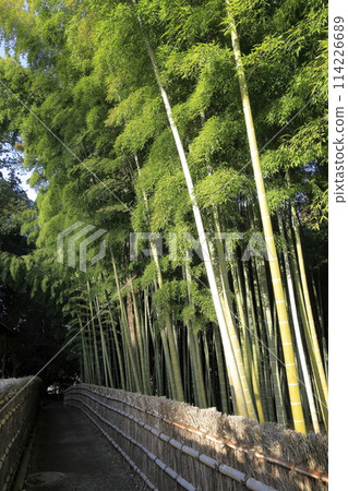 毛竹竹林,表現日本三大名園之一的偕樂園內的黑暗世界。 毛竹竹林,表現日本三大名園之一的偕樂園內的黑暗世界。 114226689