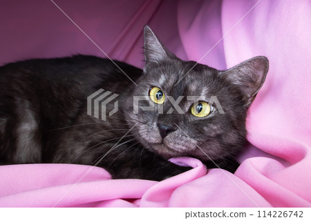 Gray cat with yellow eyes lying on pink background 114226742