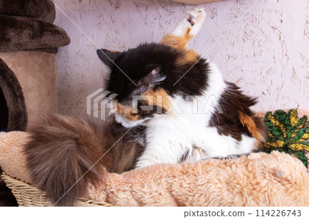 Funny tricolor cat at home, closeup portrait Funny tricolor cat at home, closeup portrait 114226743