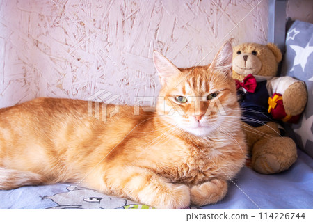 Cute ginger cat sleeping on bed closeup Cute ginger cat sleeping on bed closeup 114226744