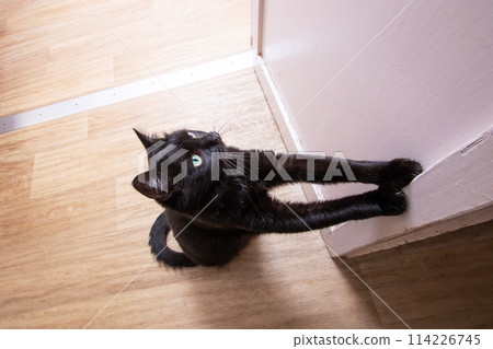 Black cat stretching its paw towards the camera 114226745