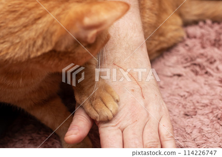 Ginger cat sniffing scratched hand at home Ginger cat sniffing scratched hand at home 114226747