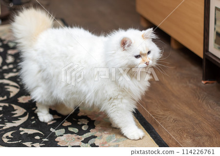 Felidae carnivore Cat with fawn fur, whiskers, snout, tail standing on rug Felidae carnivore Cat with fawn fur, whiskers, snout, tail standing on rug 114226761