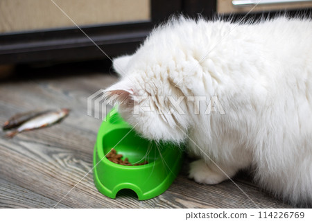 Felidae carnivore cat eating from green bowl with whiskers and snout 114226769