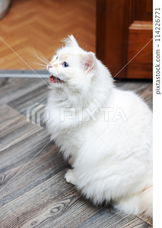 Closeup of a small white Felidae with blue iris and whiskers by the window 114226771