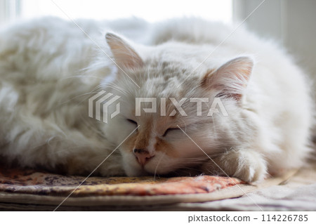 Felidae cat rests on blanket, eyes shut, whiskers twitching peacefully Felidae cat rests on blanket, eyes shut, whiskers twitching peacefully 114226785