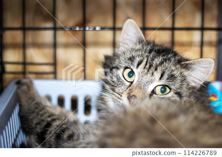A Felidae cat naps in a basket with closed eyes, a small carnivorous mammal A Felidae cat naps in a basket with closed eyes, a small carnivorous mammal 114226789