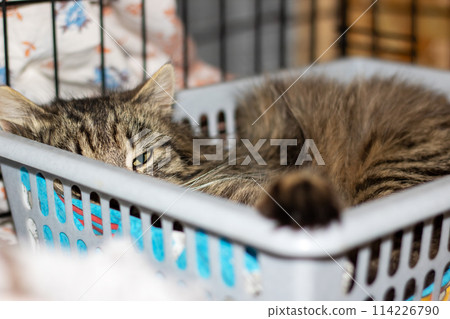 A Felidae cat naps in a basket with closed eyes, a small carnivorous mammal A Felidae cat naps in a basket with closed eyes, a small carnivorous mammal 114226790