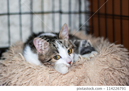 Felidae gazes at the camera while lounging on a fluffy blanket Felidae gazes at the camera while lounging on a fluffy blanket 114226791