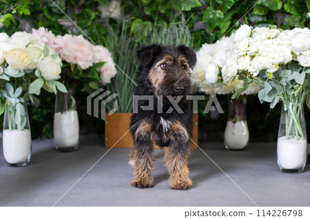 A small water dog admiring vases of colorful flowers in a botanical setting A small water dog admiring vases of colorful flowers in a botanical setting 114226798