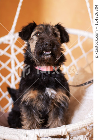 Fawn Mesh Terrier sporting dog rests in hammock, a loyal companion 114226804