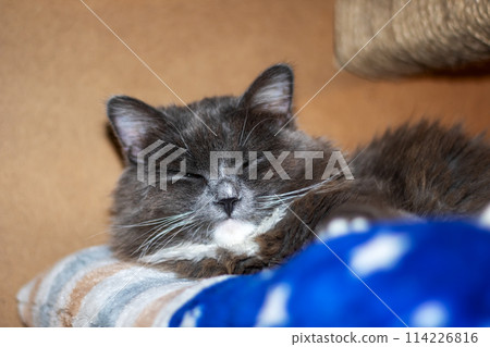 Closeup of a Felidae cat sleeping peacefully with closed eyes and grey fur 114226816
