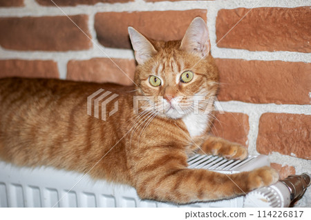 Felidae carnivore cat with fawn coat lying on radiator, brick wall background 114226817