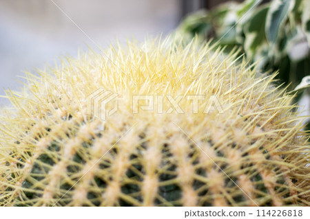 Macro photo of a terrestrial plant with electric blue thorns in a closeup shot Macro photo of a terrestrial plant with electric blue thorns in a closeup shot 114226818