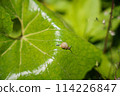 A small snail defecates on a Japanese butterbur leaf 114226847