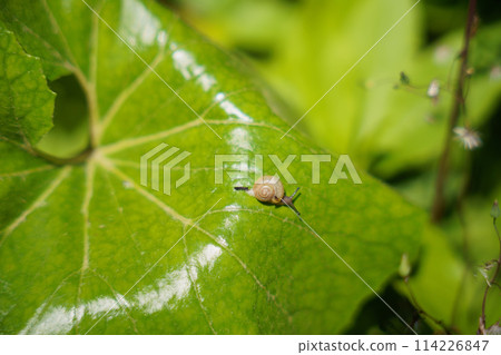 A small snail defecates on a Japanese butterbur leaf 114226847