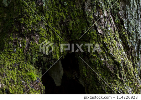 森林樹皮與樹根景觀 114226928