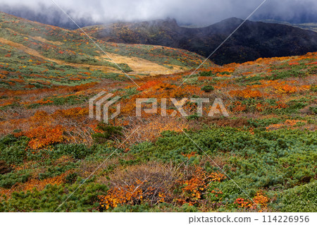 Autumn leaves of Mount Kurikoma 114226956