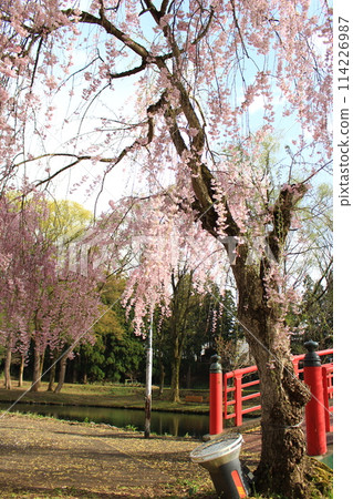 Yuzawa Central Park - Cherry Blossoms Yuzawa Central Park - Cherry Blossoms 114226987