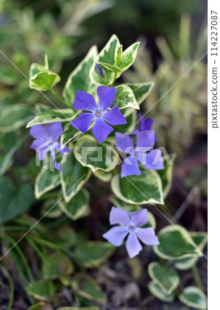 春天盛開的花朵_長春花 114227087