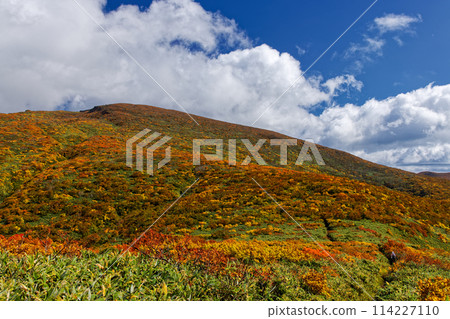 Autumn foliage on Mount Kurikoma and Tenma Ridge 114227110