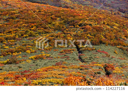 Autumn foliage on Mount Kurikoma and Tenma Ridge 114227116