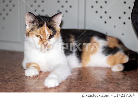 Calico cat with whiskers and fur laying on flooring, gazing at the camera 114227164
