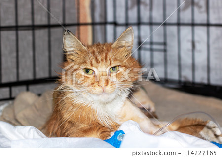 A Felidae fawn cat is chilling in a cage, fixing its gaze on the camera 114227165