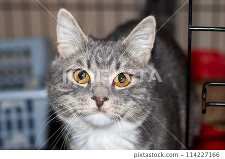 A grey and white Felidae with yellow eyes in a cage 114227166