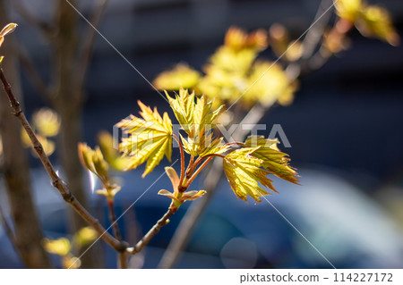 Macro photo of branch with yellow leaves in natural landscape 114227172