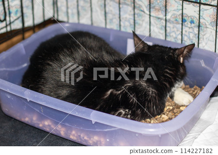 Felidae species cat lounging in a purple pet supply box 114227182
