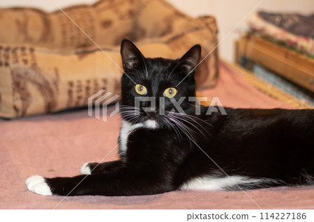 A black Bombay cat with white paws lounges on a bed, enveloped in comfort 114227186