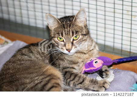 A Felidae is resting on a blanket beside a purple toy for comfort 114227187